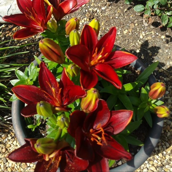 Meet your Posher, Marsha - Picture 6 of 8